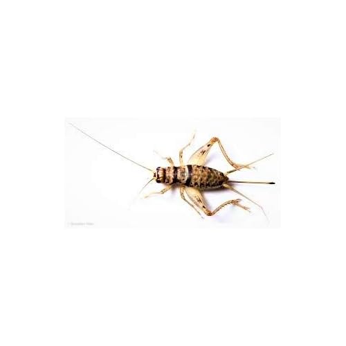Central Valley Cricket Live Banded Crickets 500 Large