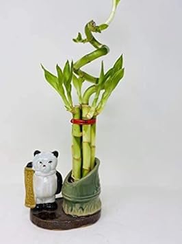 Lucky Bamboo - Spiral 7 Style with Panda Ceramic Vase Unique from JM Bamboo.