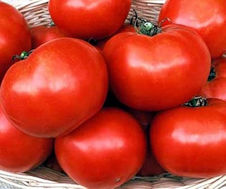 Florida 91 F1 Hybrid Tomato Seeds (25+ Seeds)