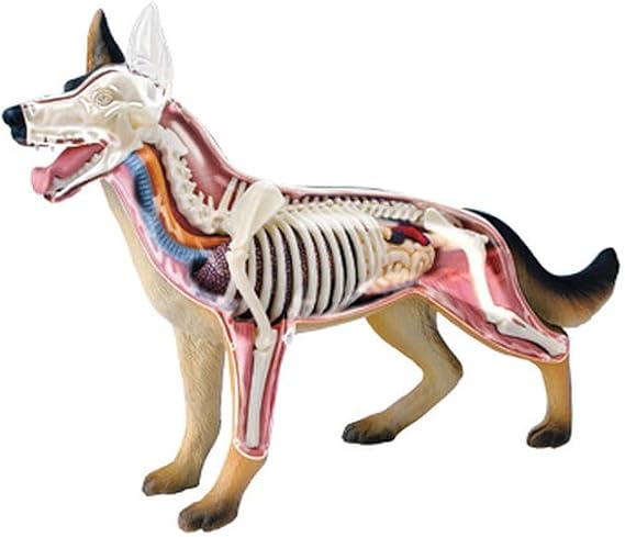 Tedco 4D Vision Dog Anatomy Model