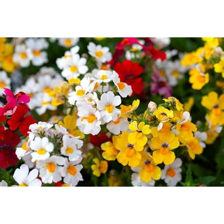 Seeds Nemesia Galaxy Seed Mix 450 Seeds for Planting Annual Flowers