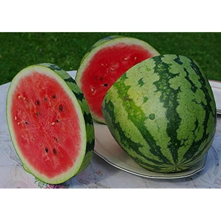 40 Organic Jubilee Watermelon Seeds Heirloom - Premium Non-GMO, Open Pollinated, US Grown Seed, Always Fresh!