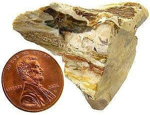 Petrified Wood - Bulk Mineral