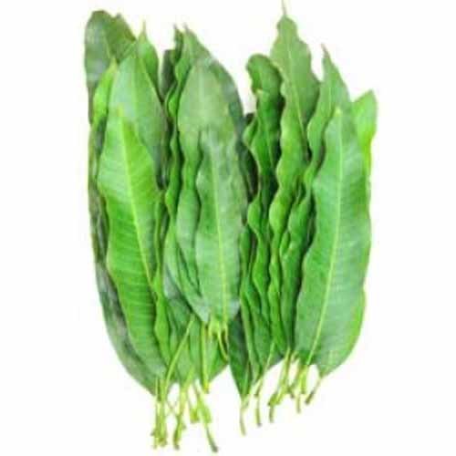 Mango Leaves  Fresh 5 - 7 leaves