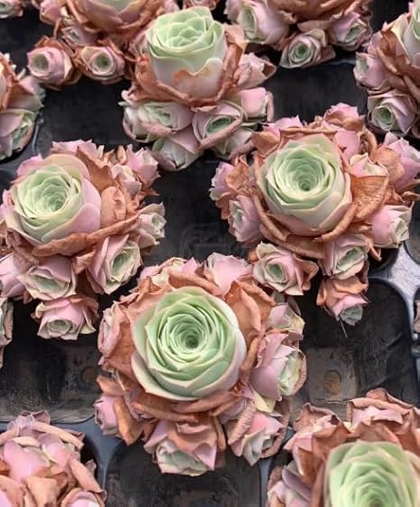 25 Seeds Aeonium Greenovia Aurea Mountain Rose Seeds, Rare Succulent Plant