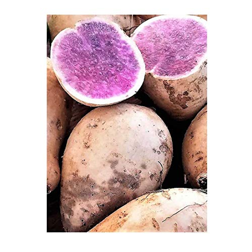 Okinawan Hawaiian Purple Sweet Potatoes 3 Lbs