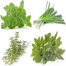 Perennial Herb Seeds Variety Pack Non-GMO Chives, Greek Oregano, Sage, Thyme Heirloom Culinary Herb Garden Seeds for Planting Indoors & Outdoors