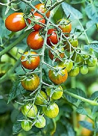 Moby Grape Tomato Seed - 15 Seeds per Pack - Sweet 1 oz. Fruit - Determinate - Great for Patio and Containers