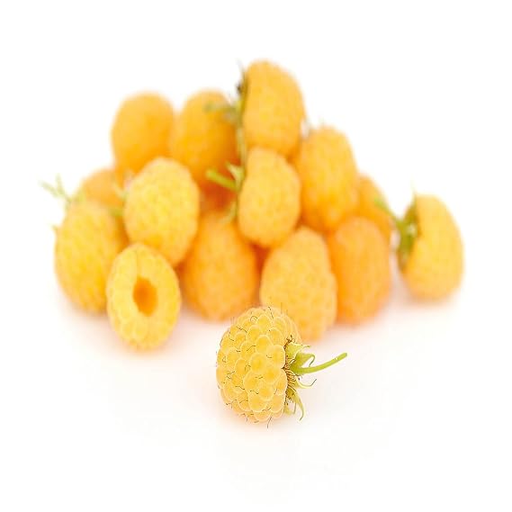 Anne Raspberry - 2 Golden Raspberry Plants - Everbearing - Organic Grown -