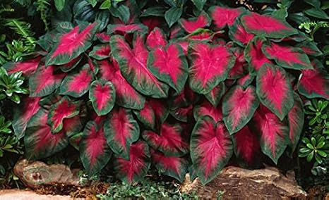 Caladium Buck (6 Bulbs) - Elegance for Shady Gardens. Now Shipping !