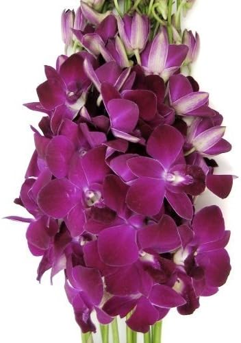 Fresh Cut Flowers - Dendrobium Orchids Miss Singapore