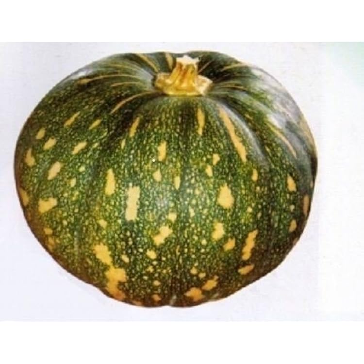 Pumpkin Seeds,Specialty Pumpkins,BLISS,Asian Flat Pumpkin,mottled combination, 25 Seeds