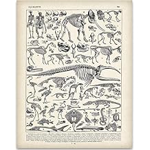 Animal Skeletons Illustration 11x14 Unframed Art Print Vintage Biology Wall Art, Educational Skeleton and Bones Poster for Classroom, Study, or Science Enthusiast Decor