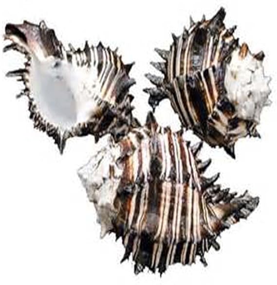 US Shell, 3 Piece, Black Murex Sea Shells