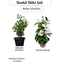 Renkli 2'li Sarmaşık Bitki Kızlay (Kanayan Kalpler)+ Filbahri Beyaz Ağaç Menekşesi