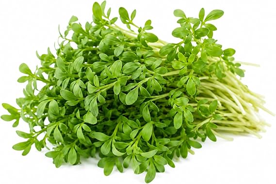 Upland Cress Seeds for Planting Fast Growing Peppery Leafy Greens, Barbarea Verna Garden Seeds, Cold Hardy Salad Green, Cut and Come Again Harvest, Great for Containers, Raised Beds & Home Gardens