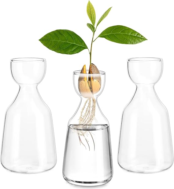 Glasseam Avocado Vase Set of 3 Avocado Acorn Seed Growing Glass Planter