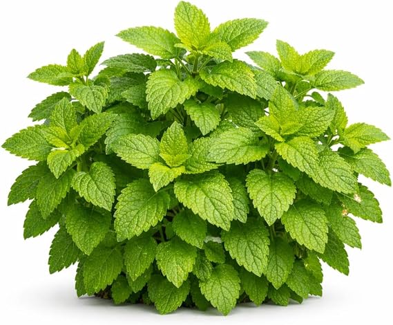 Lemon Balm Seeds for Planting Aromatic Perennial Herb for Tea and Culinary Use Suitable for Garden Beds or Containers