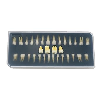 32 Pcs Dental 1:1 Adult Teeth Model Typodont Permanent Upper And Lower For Studying Teaching