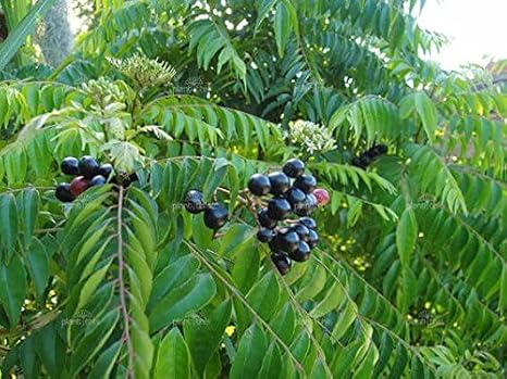 Curry Leaves Tree " Murraya Koenigii " tree seeds(12Nos.) for sowing/ growing.