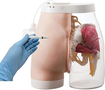 Buttock Injection Model Hip Injection Training Simulator Half-Transparent Buttock Muscle Injection Practice Model for Medical Students