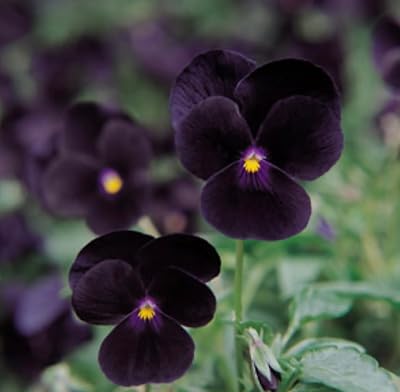 Viola Sorbet Black Delight Annual Seeds