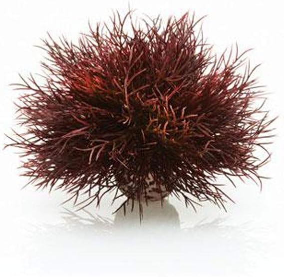 Sea Lily Crimson