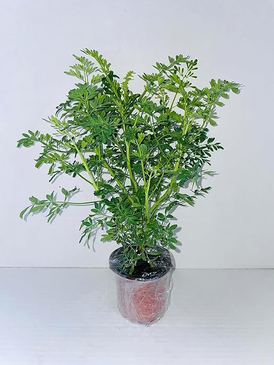 RUDA RUE Full Plant with rooth, green