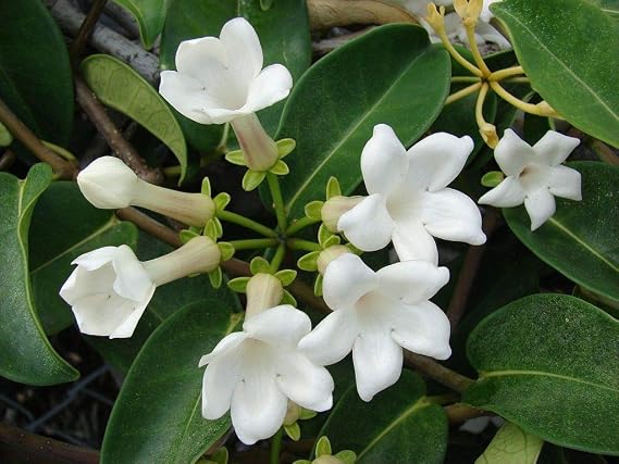 Stephanotis Floribunda Madagascar Jasmine Plants 4 - 6 Inches Tall in 2.5 Inch container No Bloom D1