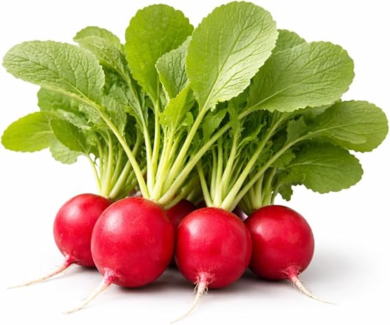 Cherry Belle Radish Seeds Round Red Roots, Fresh Kitchen Use, In-Ground Raised Bed & Container Gardens