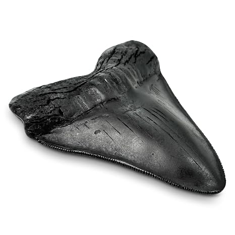 Carcharodon Megalodon Giant Shark Tooth Toy with Serrations | 5.5 inch, Suitable for Museums, Schools, Home Collections, Education Purposes (Black)