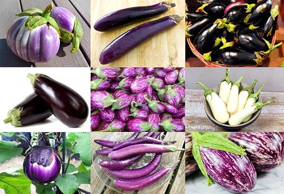 This is A Mix 30 Eggplant Mix Seeds 11 Varieties Heirloom Non-GMO