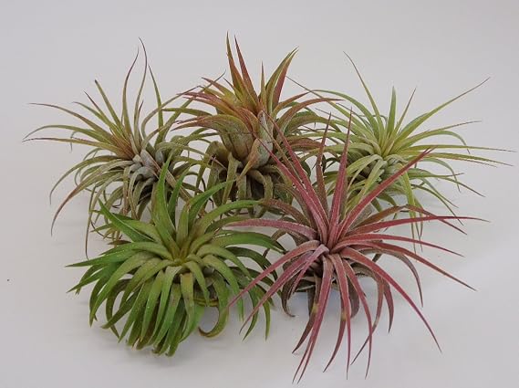 5 Pack Tillandsia Ionantha Rubra Air Plants by CTS Air Plants