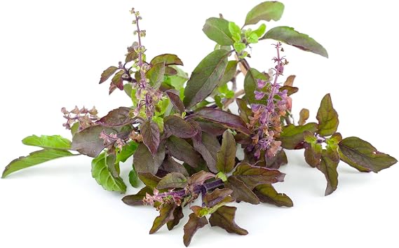 Kitazawa Seed Co Basil Seeds Red Leaf Holy Basil 0.25 Oz ~600 Seeds Non-GMO