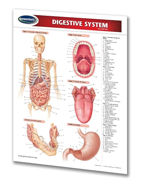 Digestive System Guide - Medical Quick Reference Guide by Permacharts