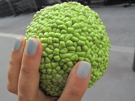 30 Osage Orange Seeds (Maclura Pomifera) (Bow Wood, Hedgeapple, Orange, Osage) Family: Moraceae
