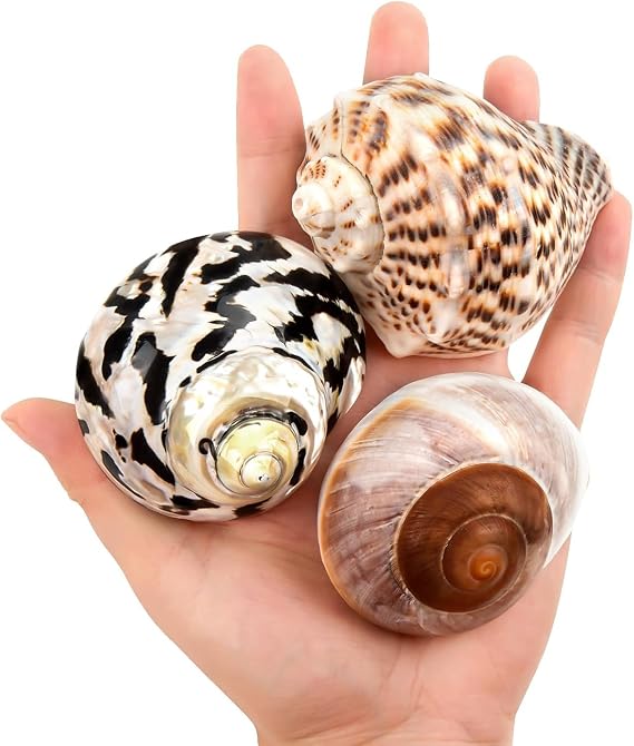 QICQDRAM 3PCS Hermit Crab Shells 2.9~3.3'' Large Seashells 1.2~2'' Opening