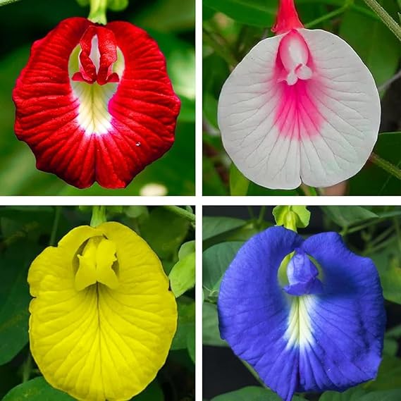 Butterfly Pea Flower Seeds for Planting - Mix Colour Butterfly Pea Seeds Tropical Vinestriking Violet Flowers in Your Home Flower Garden