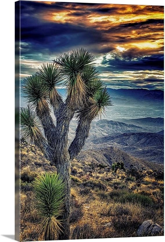 CANVAS ON DEMAND Joshua Tree Sunset Canvas Wall Art Print by Janice Sullivan, Home Decor, Beauty Artwork, 24" x36in