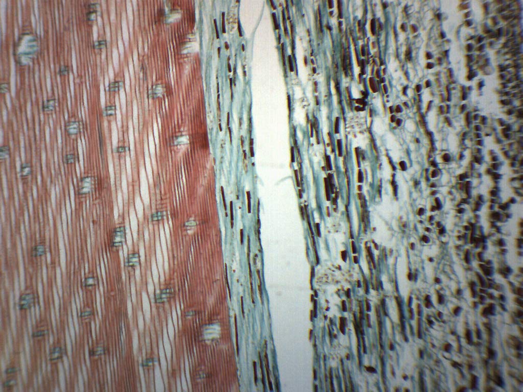Pine Xylem & Tracheids, Longitudinal Section - Prepared Microscope Slide - 75 x 25mm - Biology & Microscopy - Eisco Labs