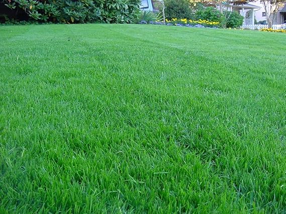 Kentucky Bluegrass Lawn Grass Seed, 1 Pound