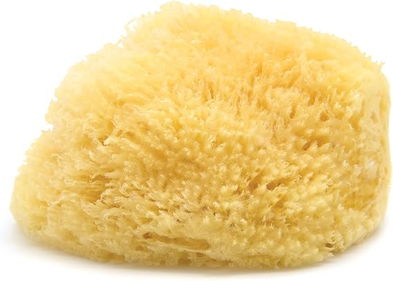 Neptune Caribbean Sea Sponge, Extra Large, Approx. 7-8 in, Exfoliating