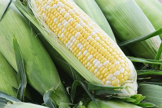 Ambrosia Hybrid Corn Seeds - Non-GMO - 20 Grams, Approx. 100 Seeds