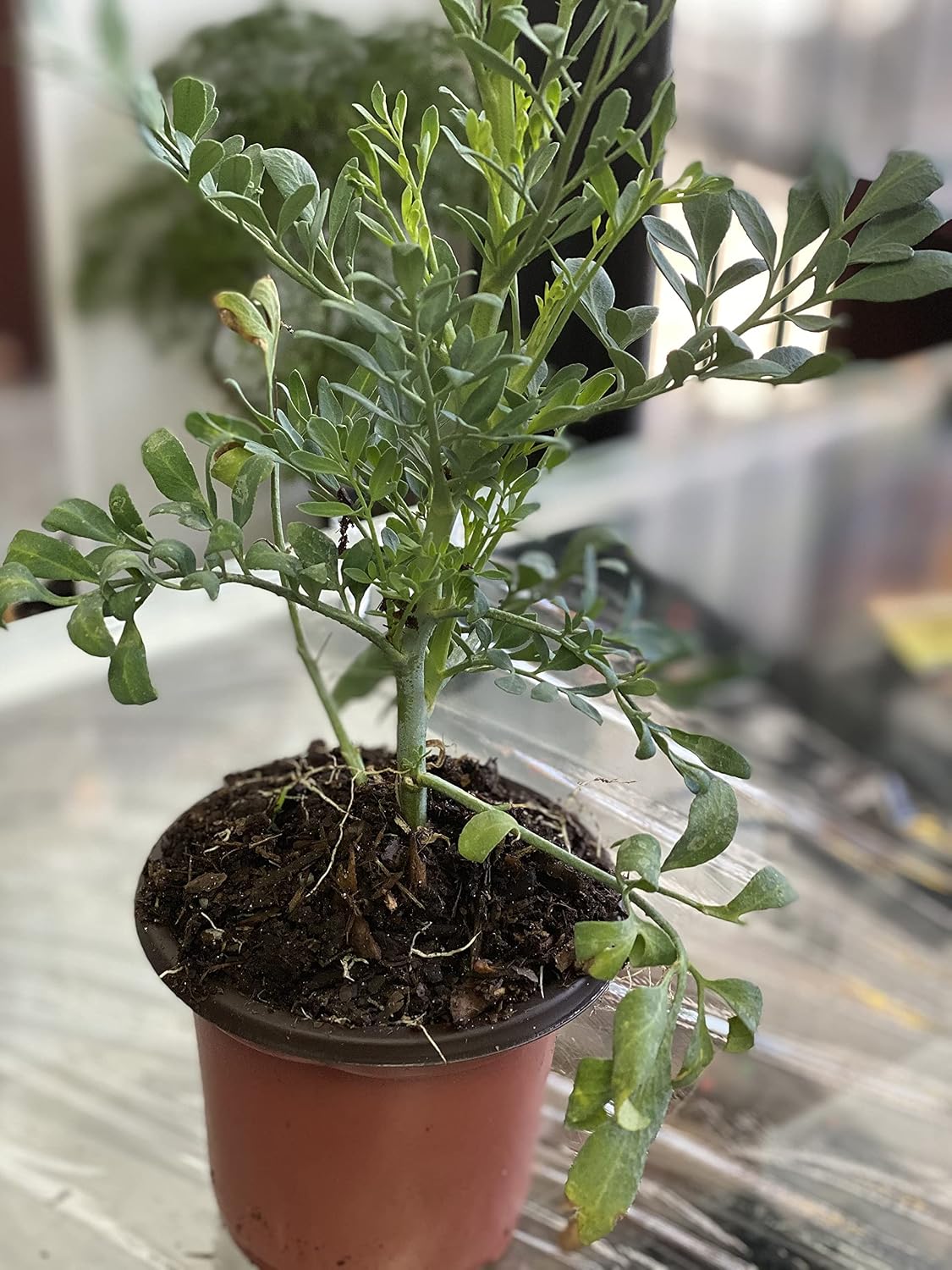 herb RUDA RUE Full Plant with rooth, green, small