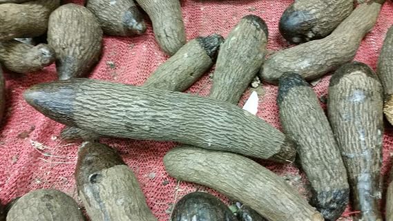 Jamaica YAMPI,Soft Yam Tuber, Real Yam Not Sweet Potato,Dioscorea trifida (1, LB)
