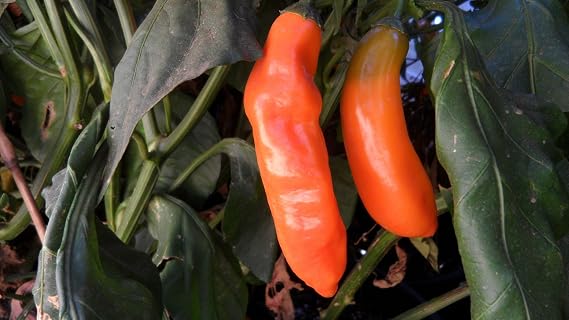 Aji Amarillo Pepper 10+ Seeds