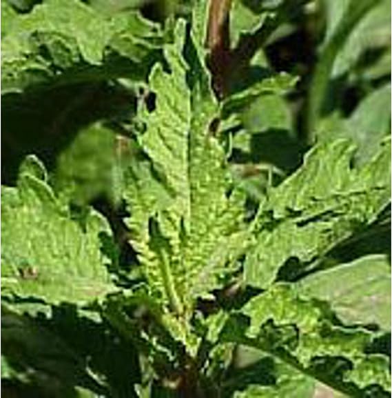 Epazote Seeds (((50 Seed Packet))) (More Heirloom, Non GMO, Vegetable, Fruit, Herb, Flower Garden Seeds at Seed King Express)