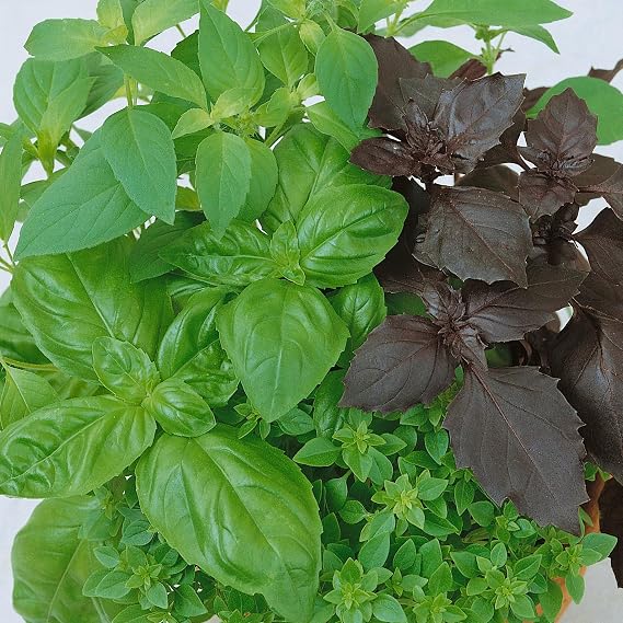 Sustainable Seed Co Organic Culinary Blend Basil Seeds 0.25 Oz ~4,750 Seeds